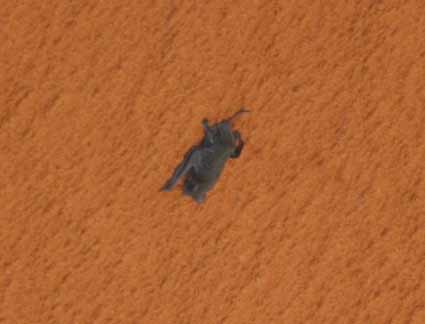 Bat Hung onto Space Shuttle During Liftoff