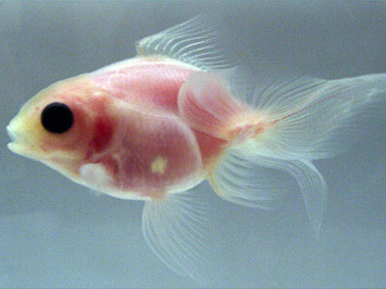 Scientists breed see-through goldfish