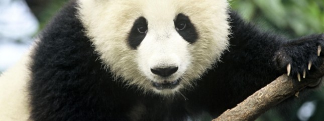 Giant_Panda