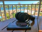 HyperX Mix Headset in Hawaii